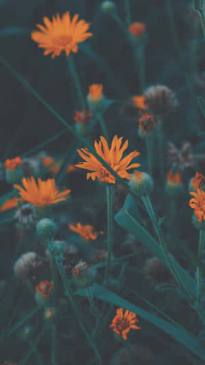 Dark Aesthetic Orange Flowers Wallpaper