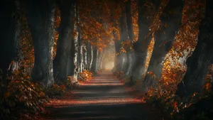 Dark Autumn With Forest Pathway Wallpaper
