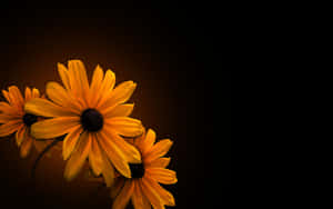 Dark Backdrop Orange Flowers Wallpaper