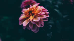 Dark Backdrop Pink Dahlia Wallpaper