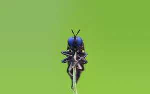 Dark Blue-eyed Insects Wallpaper