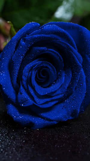 Dark Blue Rose Abstract 1350 X 2400 Wallpaper