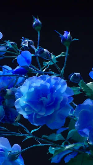 Dark Blue Rose Abstract 1440 X 2560 Wallpaper