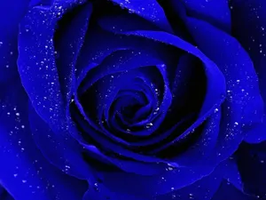 Dark Blue Rose Abstract 1600 X 1200 Wallpaper