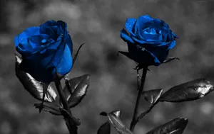 Dark Blue Rose Abstract 1900 X 1200 Wallpaper