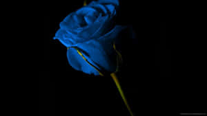 Dark Blue Rose Abstract 1920 X 1080 Wallpaper