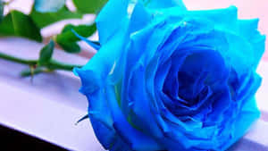 Dark Blue Rose Abstract 1920 X 1080 Wallpaper