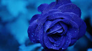 Dark Blue Rose Abstract 1920 X 1080 Wallpaper