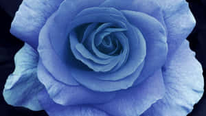 Dark Blue Rose Abstract 1920 X 1080 Wallpaper