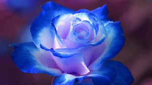 Dark Blue Rose Abstract 1920 X 1080 Wallpaper