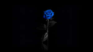 Dark Blue Rose Abstract 1920 X 1080 Wallpaper