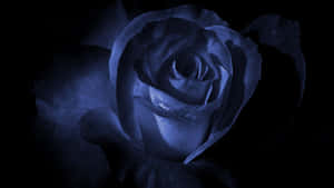 Dark Blue Rose Abstract 1920 X 1080 Wallpaper