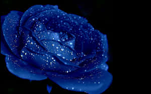 Dark Blue Rose Abstract 1920 X 1200 Wallpaper