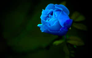 Dark Blue Rose Abstract 1920 X 1200 Wallpaper