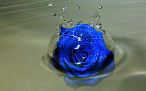 Dark Blue Rose Abstract 1920 X 1200 Wallpaper