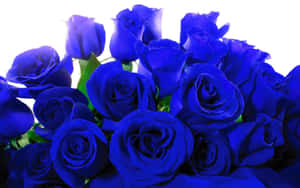 Dark Blue Rose Abstract 1920 X 1200 Wallpaper