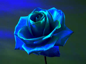 Dark Blue Rose Abstract 1920 X 1440 Wallpaper