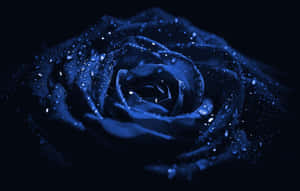 Dark Blue Rose Abstract 2048 X 1305 Wallpaper