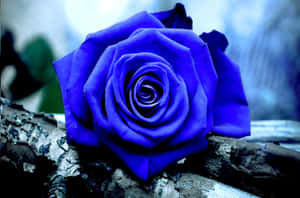 Dark Blue Rose Abstract 2048 X 1352 Wallpaper