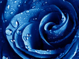 Dark Blue Rose Abstract 2048 X 1536 Wallpaper