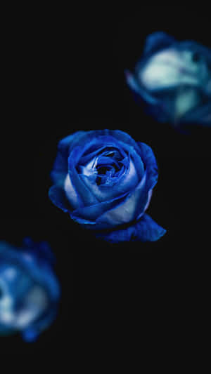 Dark Blue Rose Abstract 2180 X 3876 Wallpaper