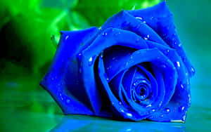 Dark Blue Rose Abstract 2560 X 1600 Wallpaper