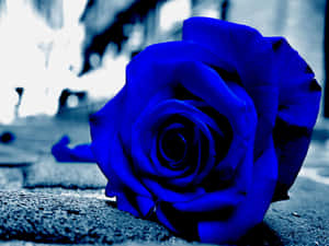 Dark Blue Rose Abstract 2560 X 1920 Wallpaper