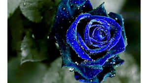 Dark Blue Rose Abstract 3840 X 2160 Wallpaper