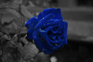 Dark Blue Rose Abstract 4288 X 2848 Wallpaper