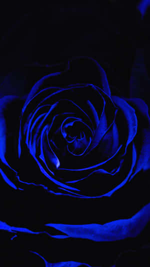 Dark Blue Rose Abstract – A Beautiful Mix Of Dark Blue And Pink Colored Rose Petals. Wallpaper