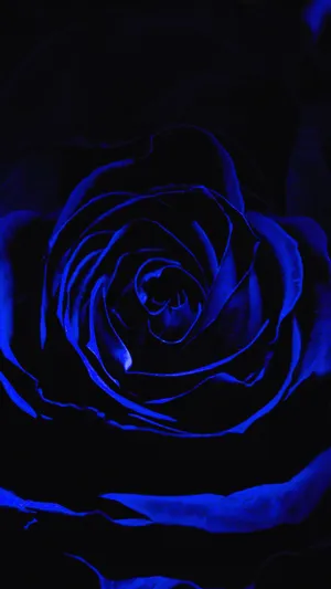 Dark Blue Rose Abstract – A Beautiful Mix Of Dark Blue And Pink Colored Rose Petals. Wallpaper