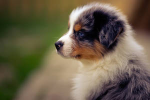 Dark Brown Australian Shepherd Cute Puppy Wallpaper