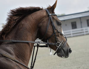 Dark Brown Horse With Leash Wallpaper