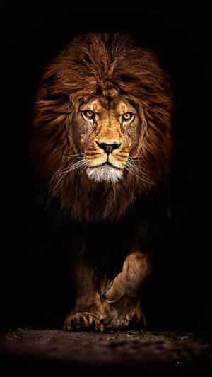 Dark Cave Lion Iphone Wallpaper