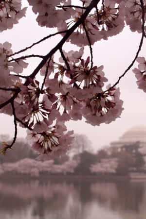 Dark Cherry Blossom Flowers On The Lake Wallpaper