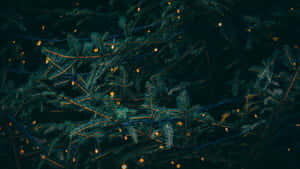 Dark Christmas Evergreenwith Lights Wallpaper