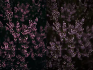 Dark Cottagecore Heather Blooms Wallpaper