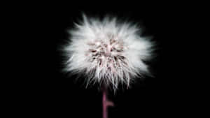 Dark Cute Dandelion White Parts Wallpaper