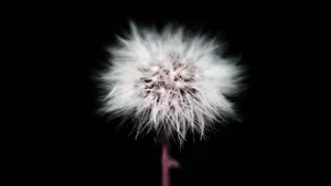 Dark Cute Dandelion White Parts Wallpaper