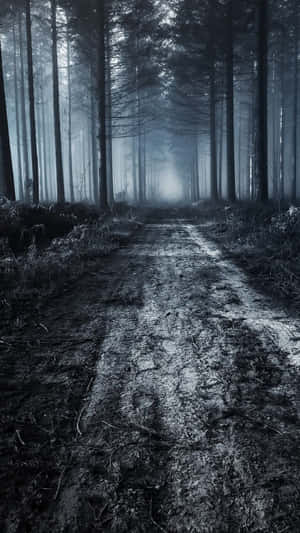 Dark Enigmatic Forest Wallpaper