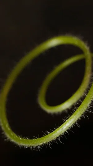 Dark Evening~ Wallpaper