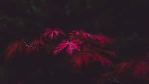 Dark Fall Red Maple Leaves Wallpaper