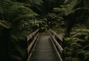 Dark Fern Forest Bridge.jpg Wallpaper