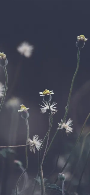 Dark Floral Backdropi Phone Wallpaper Wallpaper