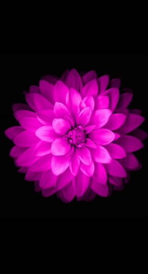 Dark Floral Pink Bloomi Phone Wallpaper Wallpaper