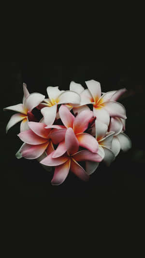 Dark_ Floral_ Plush_ Frangipani_ Bouquet Wallpaper