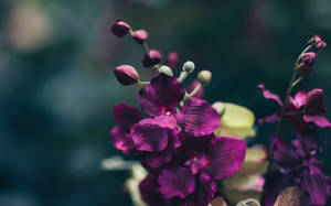 Dark Floral Purple Wallpaper