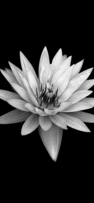 Dark Floral Water Lily Black Background.jpg Wallpaper