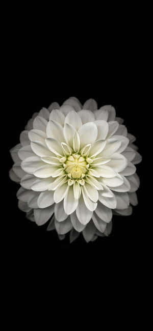 Dark Florali Phone Wallpaper Dahlia Wallpaper