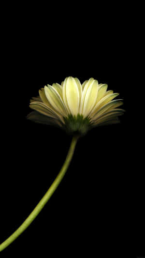 Dark Florali Phone Wallpaper Single Bloom Wallpaper